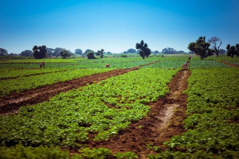 Large Scale Agriculture