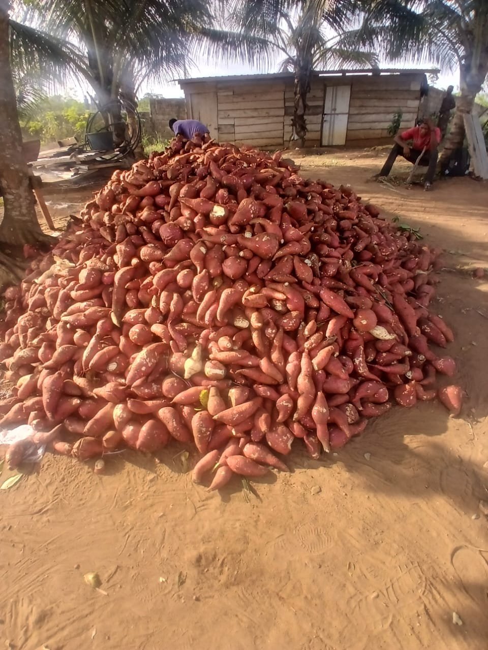 Potato Production
