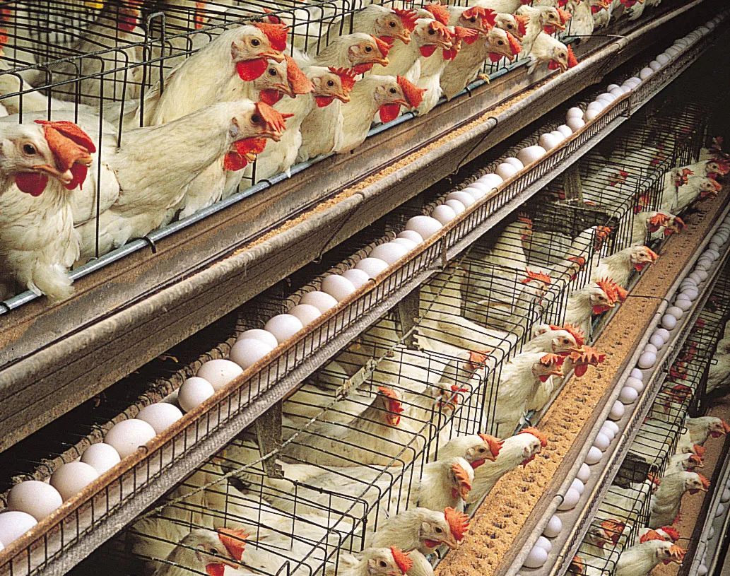 Poultry and Egg Production