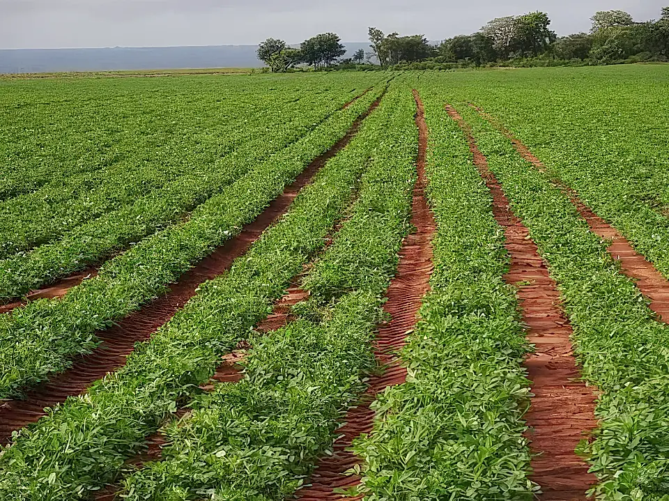 Large Scale Agriculture