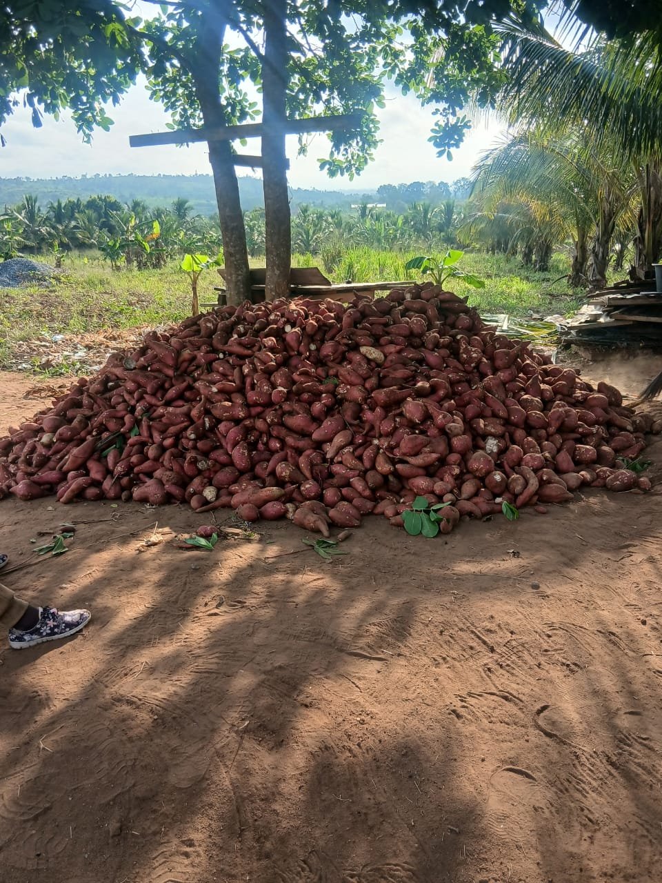 Agriculture and Animal Husbandary Activities